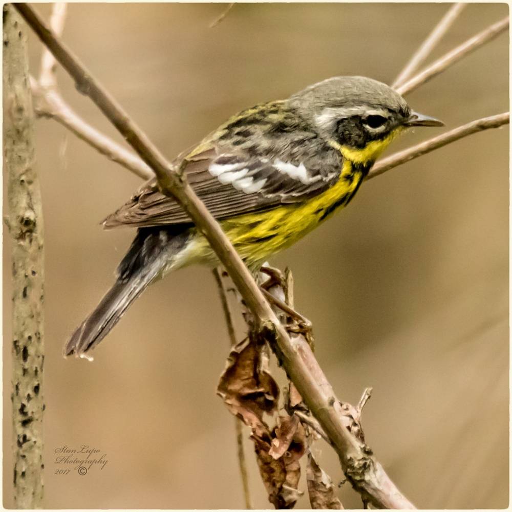 Magnolia Warbler _2017 by stanlupo (Thanks for 4,000,000 views) is licensed under CC BY-NC-ND 2.0